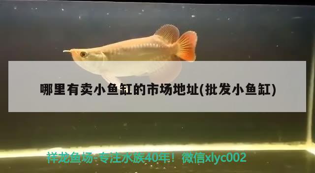 哪里有賣小魚缸的市場地址(批發(fā)小魚缸)