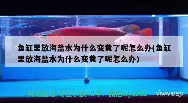 魚(yú)缸里放海鹽水為什么變黃了呢怎么辦(魚(yú)缸里放海鹽水為什么變黃了呢怎么辦)