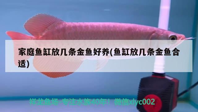 家庭魚缸放幾條金魚好養(yǎng)(魚缸放幾條金魚合適)