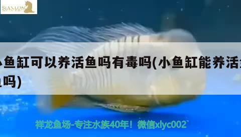 小魚缸可以養(yǎng)活魚嗎有毒嗎(小魚缸能養(yǎng)活金魚嗎)