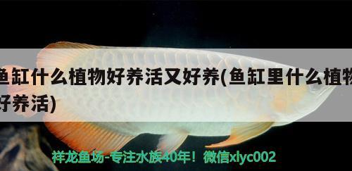 魚(yú)缸什么植物好養(yǎng)活又好養(yǎng)(魚(yú)缸里什么植物好養(yǎng)活)