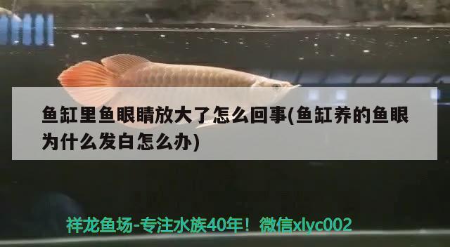 魚缸里魚眼睛放大了怎么回事(魚缸養(yǎng)的魚眼為什么發(fā)白怎么辦) 魟魚百科