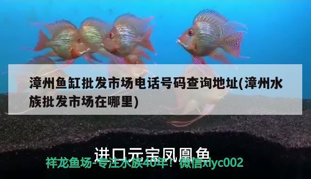 漳州魚缸批發(fā)市場電話號碼查詢地址(漳州水族批發(fā)市場在哪里)