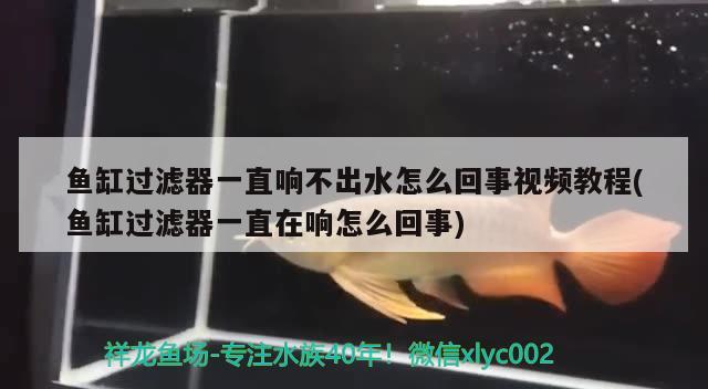 魚缸過濾器一直響不出水怎么回事視頻教程(魚缸過濾器一直在響怎么回事)