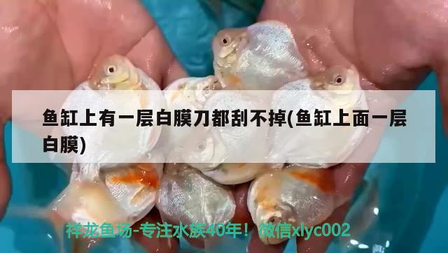 魚(yú)缸上有一層白膜刀都刮不掉(魚(yú)缸上面一層白膜) 沖氧泵