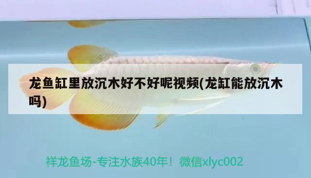 龍魚缸里放沉木好不好呢視頻(龍缸能放沉木嗎)