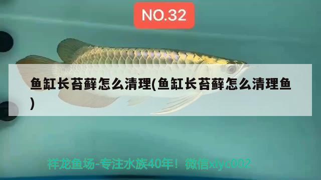 魚缸長苔蘚怎么清理(魚缸長苔蘚怎么清理魚) 福滿鉆魚