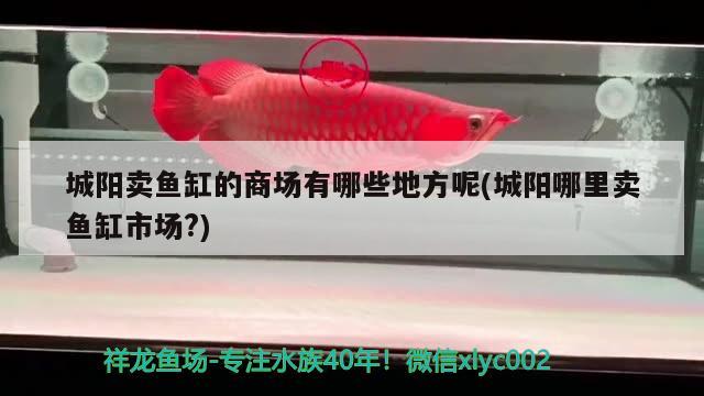 城陽賣魚缸的商場有哪些地方呢(城陽哪里賣魚缸市場?)