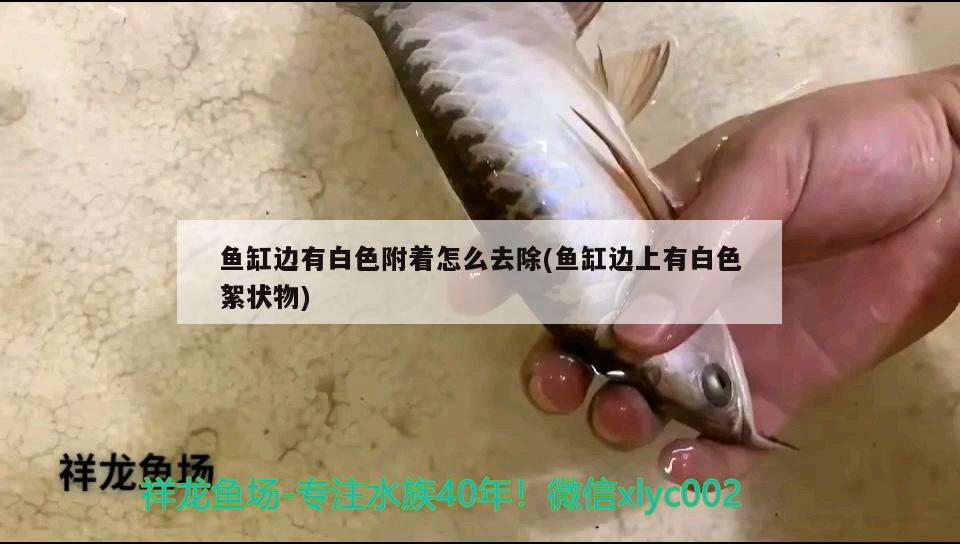 魚缸邊有白色附著怎么去除(魚缸邊上有白色絮狀物) 一眉道人魚苗