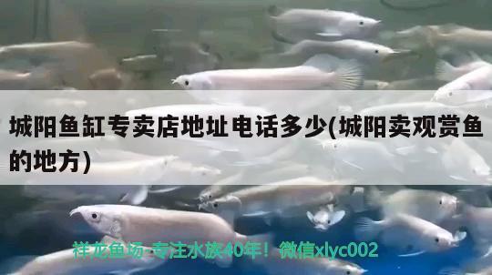 城陽(yáng)魚缸專賣店地址電話多少(城陽(yáng)賣觀賞魚的地方) 二氧化碳設(shè)備