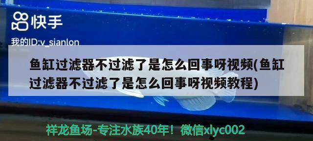 魚缸過濾器不過濾了是怎么回事呀視頻(魚缸過濾器不過濾了是怎么回事呀視頻教程) 廣州龍魚批發(fā)市場(chǎng)