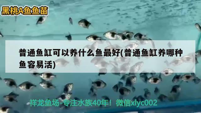 普通魚(yú)缸可以養(yǎng)什么魚(yú)最好(普通魚(yú)缸養(yǎng)哪種魚(yú)容易活) 斑馬鴨嘴魚(yú)苗