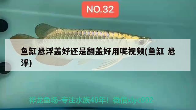 魚缸懸浮蓋好還是翻蓋好用呢視頻(魚缸懸浮) 高背金龍魚 第1張