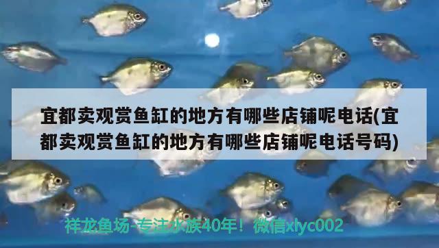 宜都賣觀賞魚缸的地方有哪些店鋪呢電話(宜都賣觀賞魚缸的地方有哪些店鋪呢電話號(hào)碼)