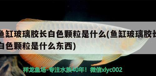 魚(yú)缸玻璃膠長(zhǎng)白色顆粒是什么(魚(yú)缸玻璃膠長(zhǎng)白色顆粒是什么東西) 祥龍水族護(hù)理水