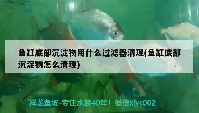 魚缸底部沉淀物用什么過濾器清理(魚缸底部沉淀物怎么清理) BD魟魚