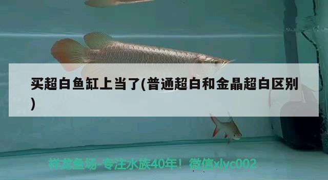 買超白魚缸上當(dāng)了(普通超白和金晶超白區(qū)別) 黃金河虎魚