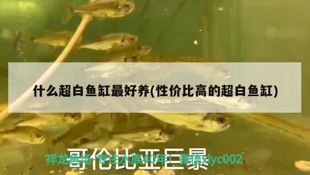 什么超白魚缸最好養(yǎng)(性價(jià)比高的超白魚缸)