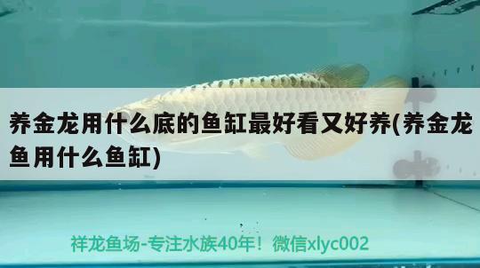 養(yǎng)金龍用什么底的魚缸最好看又好養(yǎng)(養(yǎng)金龍魚用什么魚缸) 馬拉莫寶石魚