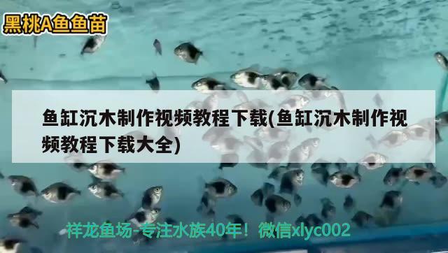 魚(yú)缸沉木制作視頻教程下載(魚(yú)缸沉木制作視頻教程下載大全) 養(yǎng)魚(yú)知識(shí)