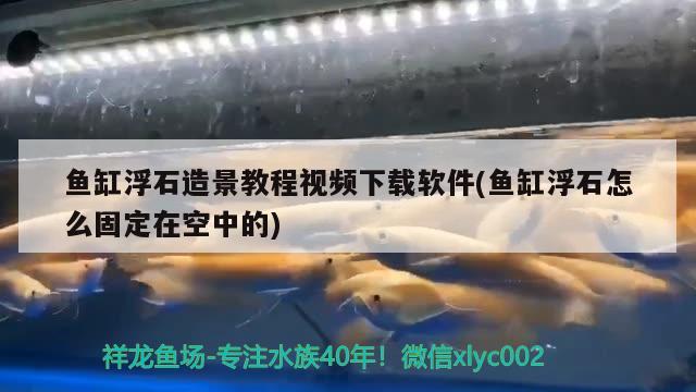 魚缸浮石造景教程視頻下載軟件(魚缸浮石怎么固定在空中的) 帝王迷宮魚