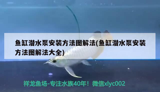 魚缸潛水泵安裝方法圖解法(魚缸潛水泵安裝方法圖解法大全) 慈雕魚