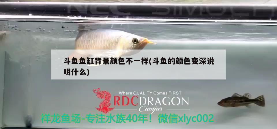 斗魚魚缸背景顏色不一樣(斗魚的顏色變深說明什么) 虎魚百科