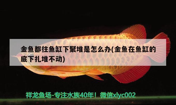 金魚(yú)都往魚(yú)缸下聚堆是怎么辦(金魚(yú)在魚(yú)缸的底下扎堆不動(dòng))