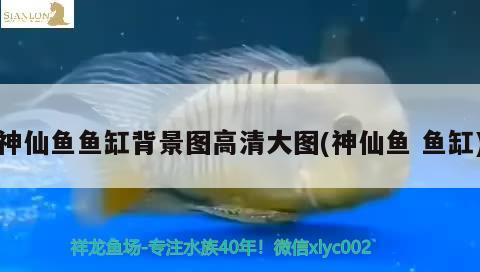 神仙魚魚缸背景圖高清大圖(神仙魚魚缸) 廣州水族批發(fā)市場(chǎng)