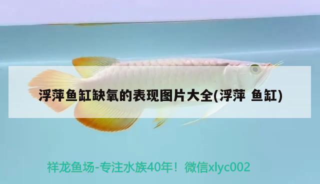 浮萍魚缸缺氧的表現(xiàn)圖片大全(浮萍魚缸) 養(yǎng)魚知識(shí)