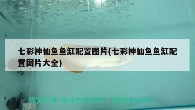 七彩神仙魚魚缸配置圖片(七彩神仙魚魚缸配置圖片大全) 七彩神仙魚