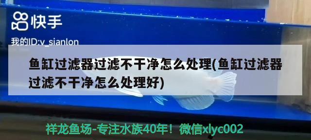 魚(yú)缸過(guò)濾器過(guò)濾不干凈怎么處理(魚(yú)缸過(guò)濾器過(guò)濾不干凈怎么處理好) 魚(yú)缸/水族箱