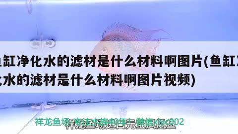 魚缸凈化水的濾材是什么材料啊圖片(魚缸凈化水的濾材是什么材料啊圖片視頻) 三間鼠魚苗