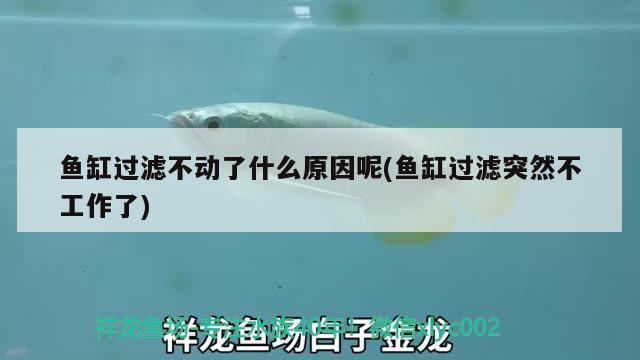 魚缸過濾不動了什么原因呢(魚缸過濾突然不工作了) 廣州水族器材濾材批發(fā)市場