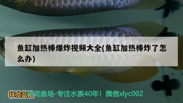 魚缸加熱棒爆炸視頻大全(魚缸加熱棒炸了怎么辦) 過背金龍魚