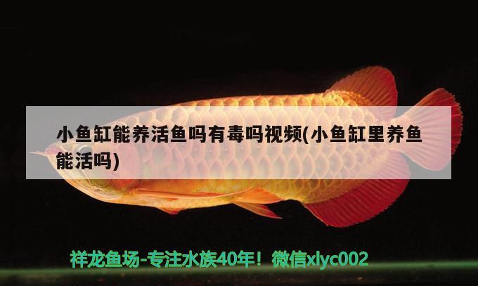 小魚(yú)缸能養(yǎng)活魚(yú)嗎有毒嗎視頻(小魚(yú)缸里養(yǎng)魚(yú)能活嗎) 帝王三間魚(yú)