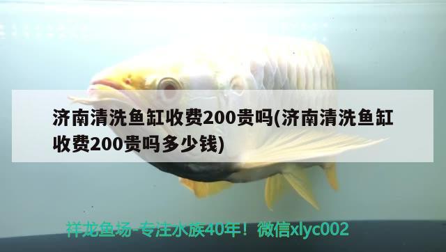 濟南清洗魚缸收費200貴嗎(濟南清洗魚缸收費200貴嗎多少錢) 飛鳳魚苗