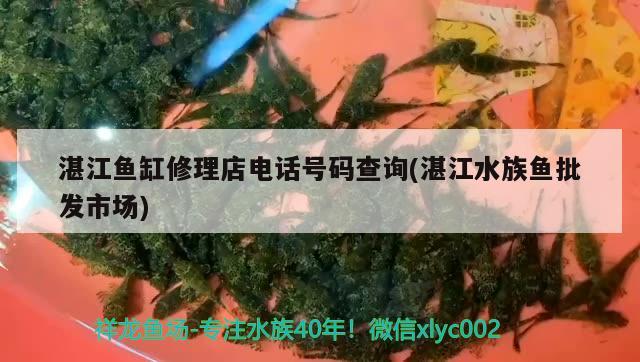 湛江魚缸修理店電話號碼查詢(湛江水族魚批發(fā)市場) 福滿鉆魚