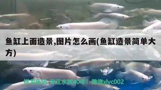 魚(yú)缸上面造景,圖片怎么畫(huà)(魚(yú)缸造景簡(jiǎn)單大方)