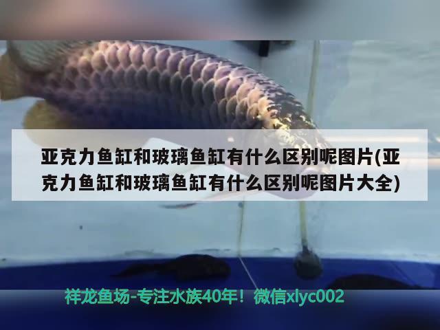 亞克力魚缸和玻璃魚缸有什么區(qū)別呢圖片(亞克力魚缸和玻璃魚缸有什么區(qū)別呢圖片大全) 充氧泵