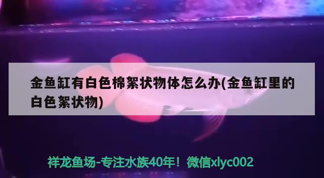 金魚缸有白色棉絮狀物體怎么辦(金魚缸里的白色絮狀物) 黃金夢幻雷龍魚