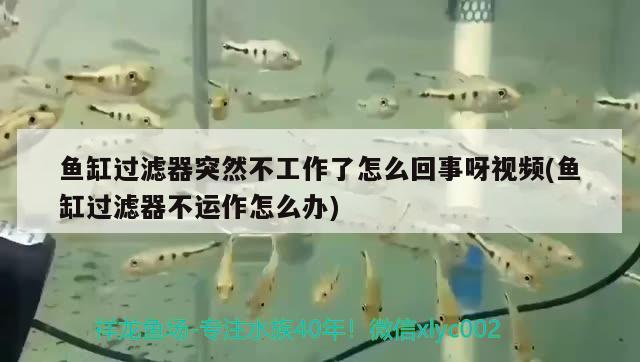 魚缸過濾器突然不工作了怎么回事呀視頻(魚缸過濾器不運作怎么辦) 虎紋銀版魚