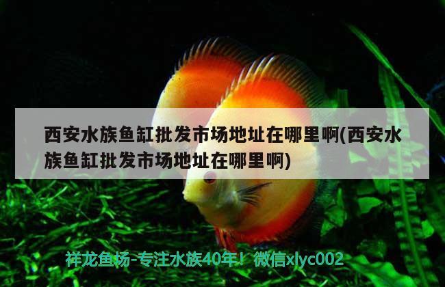 西安水族魚缸批發(fā)市場地址在哪里啊(西安水族魚缸批發(fā)市場地址在哪里啊) 銀龍魚苗