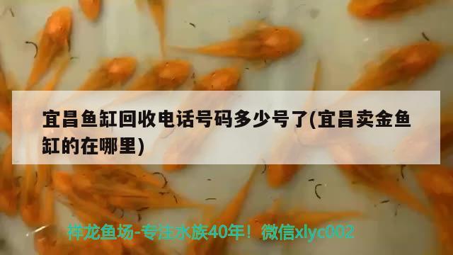 宜昌魚(yú)缸回收電話號(hào)碼多少號(hào)了(宜昌賣金魚(yú)缸的在哪里)