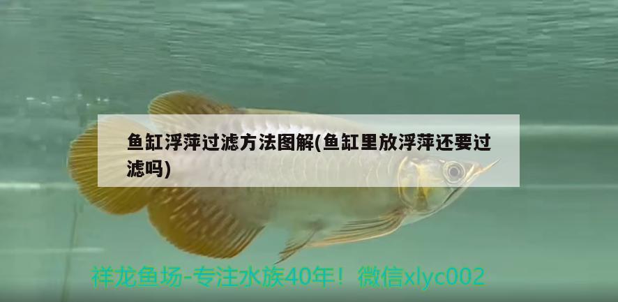 魚(yú)缸浮萍過(guò)濾方法圖解(魚(yú)缸里放浮萍還要過(guò)濾嗎) 紅魔王銀版魚(yú)