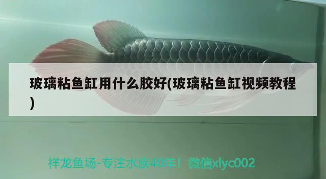 玻璃粘魚缸用什么膠好(玻璃粘魚缸視頻教程) 小型觀賞魚