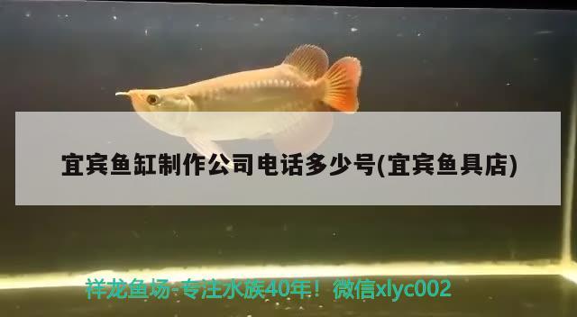 宜賓魚缸制作公司電話多少號(宜賓魚具店) 觀賞魚水族批發(fā)市場