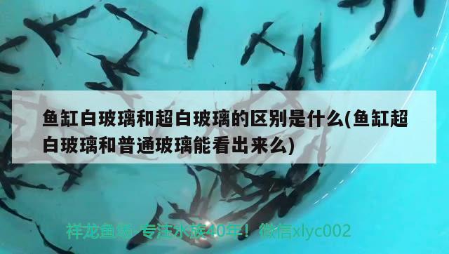 魚缸白玻璃和超白玻璃的區(qū)別是什么(魚缸超白玻璃和普通玻璃能看出來么)