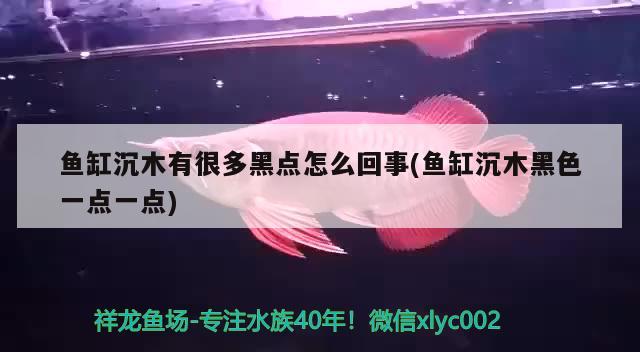 魚缸沉木有很多黑點(diǎn)怎么回事(魚缸沉木黑色一點(diǎn)一點(diǎn))