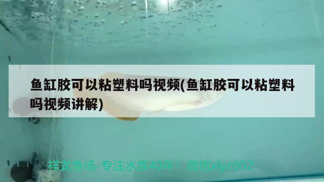 魚缸膠可以粘塑料嗎視頻(魚缸膠可以粘塑料嗎視頻講解)